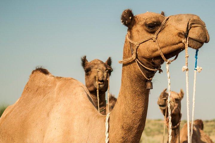2 Tage und 1 Nacht Kamelsafari