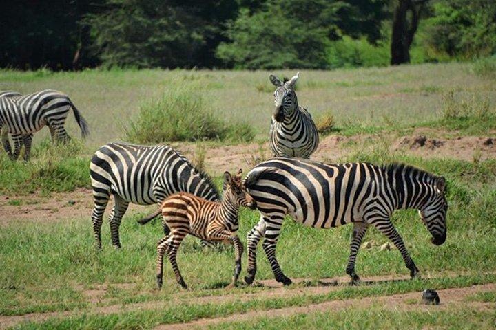 6 Tage Kenia Allround Safari