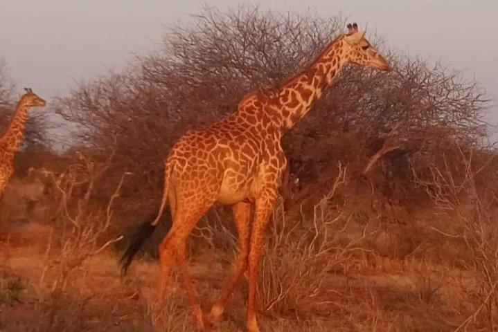 4日間の素晴らしいアンボセリ、ツァボ東と西サファリケニア