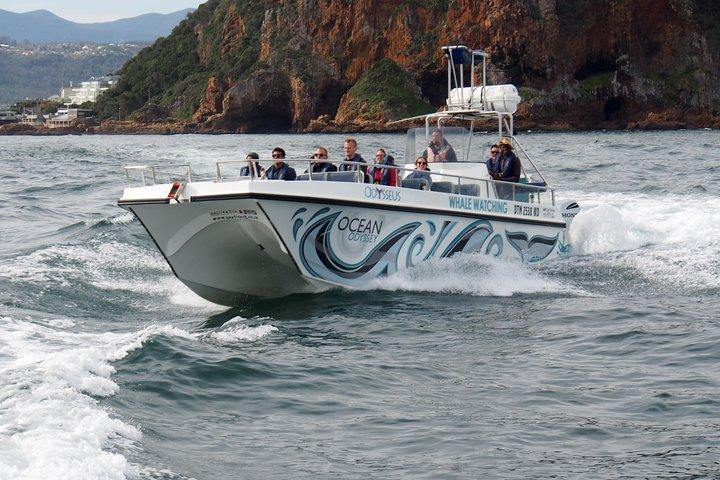 Whale Watching Knysna - Close Encounter Experience Ocean Odyssey