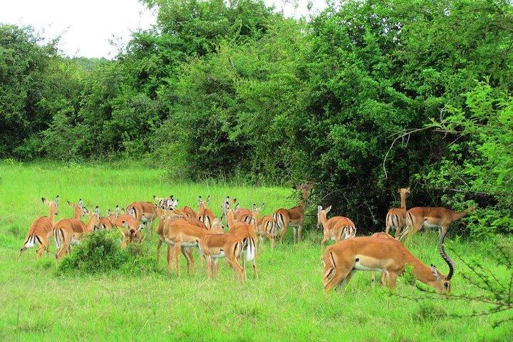 3 dage Murchison Falls safari med Big 5 sightseeing