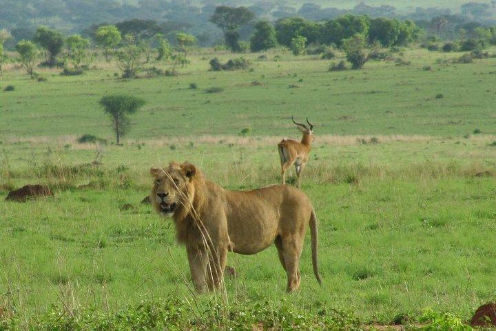 3 dage Murchison Falls safari med Big 5 sightseeing
