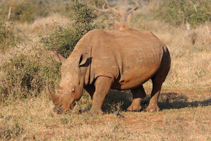 3 dage Murchison Falls safari med Big 5 sightseeing