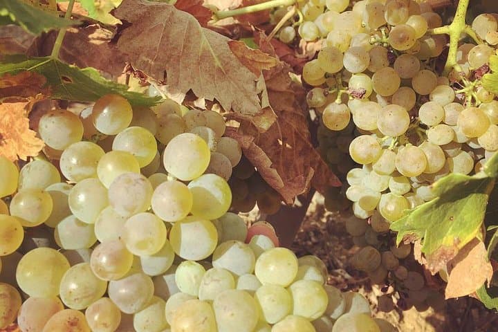 Northern Rhône Valley Wine tour from Lyon Half Day
