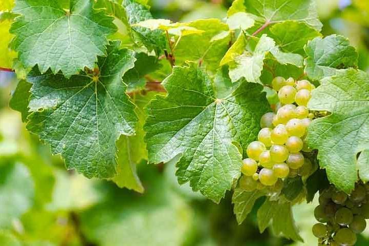 Rome Vineyards Wine tasting Private Day Tour