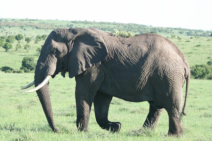 2 nätter Maasai Mara Safari