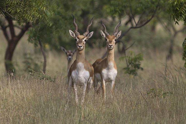Same Day Jeep Safari For Blackbuck At National Chambal Sanctuary From Agra