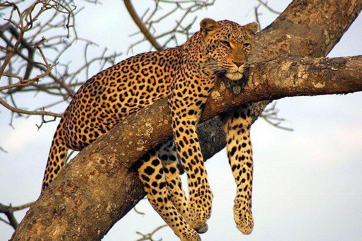 Excursion privée d'une journée au parc national de Yala