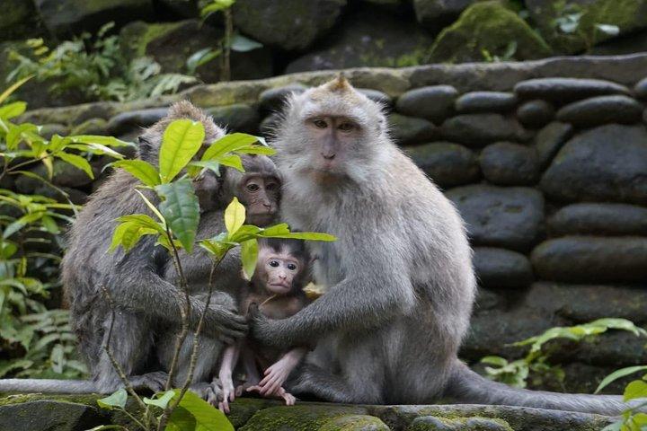 Ubud Day Tour med frokost