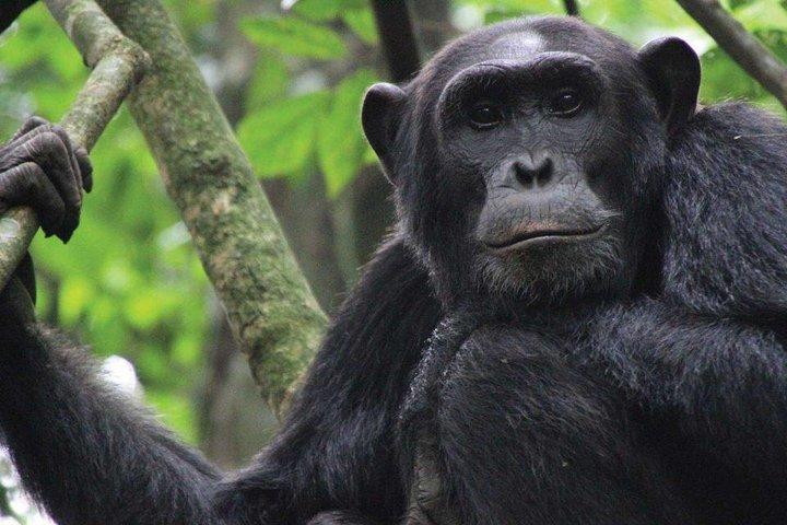 8 dage Uganda Primate & Wildlife safari tour