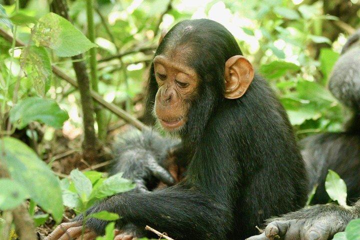 8 dage Uganda Primate & Wildlife safari tour