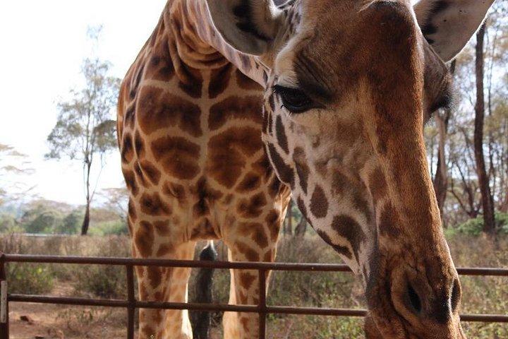 Giraffe Center och David Sheldrick Elephant Orphanage Tour