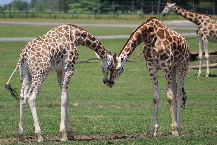 キリン センターとデビッド シェルドリック象の孤児院ツアー