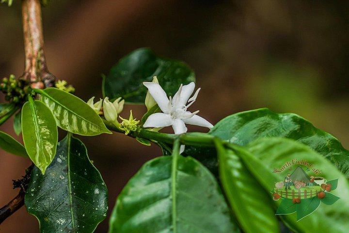 Authentic Coffee and Chocolate Tour at North Fields