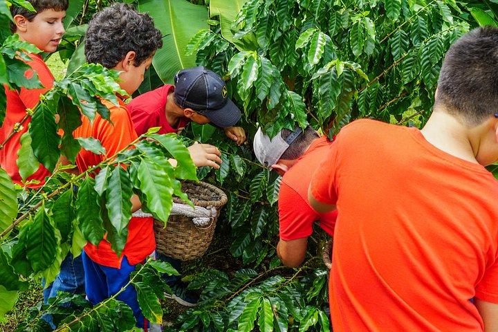 Authentic Coffee and Chocolate Tour at North Fields