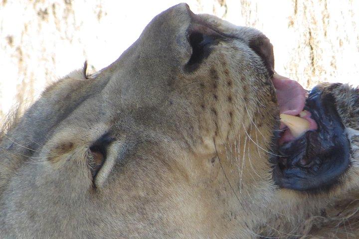 Game drives Zambezi National Park
