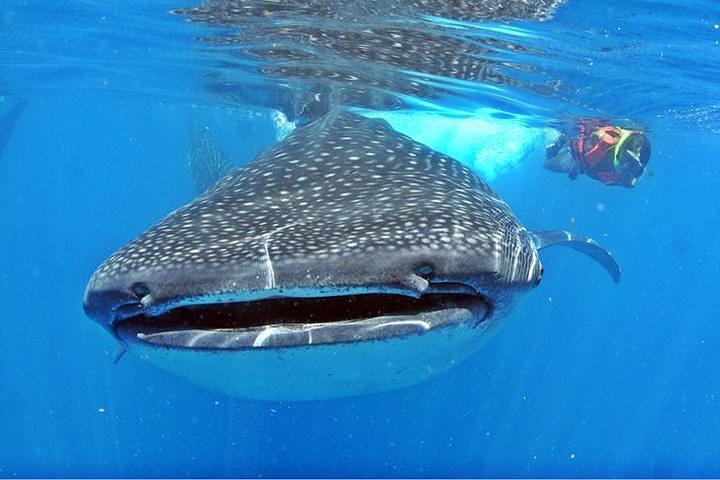 Walhai-Tour ab Cancun, Playa del Carmen, Tulum und Riviera Maya