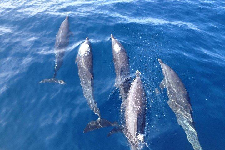 Dolphin Watching with Costa Rican Companies