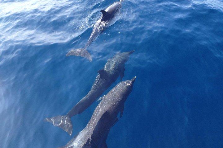 Dolphin Watching with Costa Rican Companies