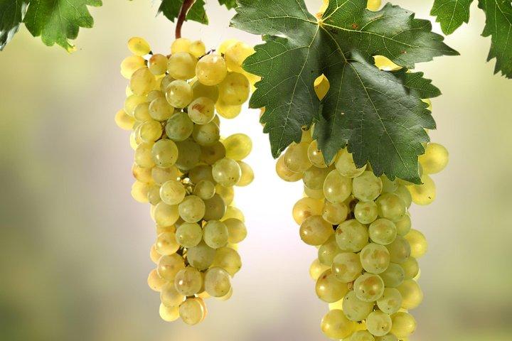 Privater Plattensee-Erlebnis mit einer unvergesslichen Weinprobe