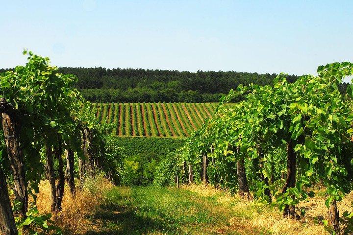 Privater Plattensee-Erlebnis mit einer unvergesslichen Weinprobe