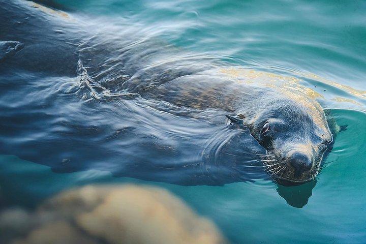 ランズ・エンド体験－アーチ、ビーチ＆海洋生物