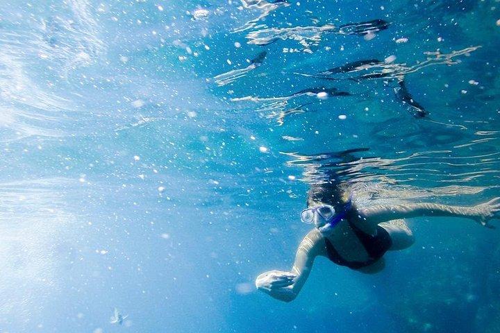 カボ・サンルーカスでのシュノーケルツアーとグラスボトムボート