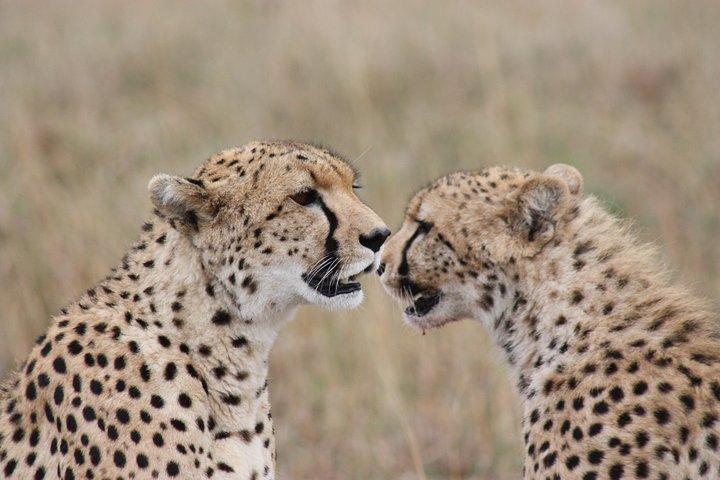 2 nätter Maasai Mara Safari