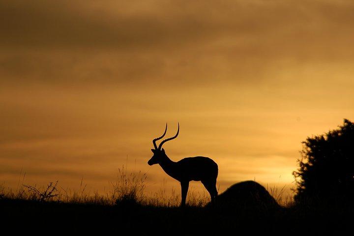 2 nätter Maasai Mara Safari