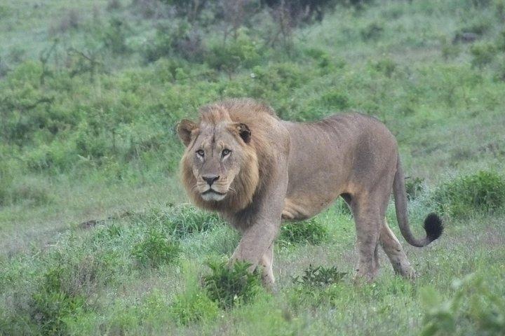 2 Nights Maasai Mara Safari