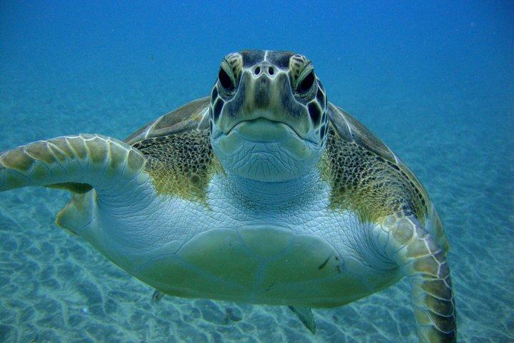 テネリフェ：自然のウミガメの生息地での初ダイビング