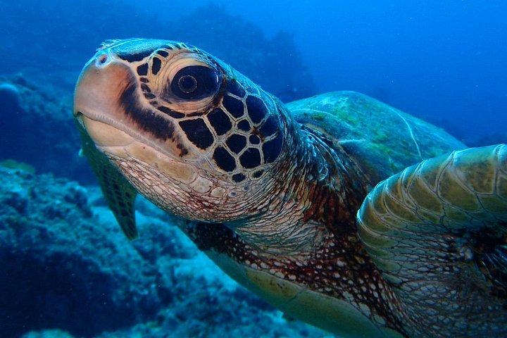 Get your PADI Advanced Open Water Diver course - 2 days