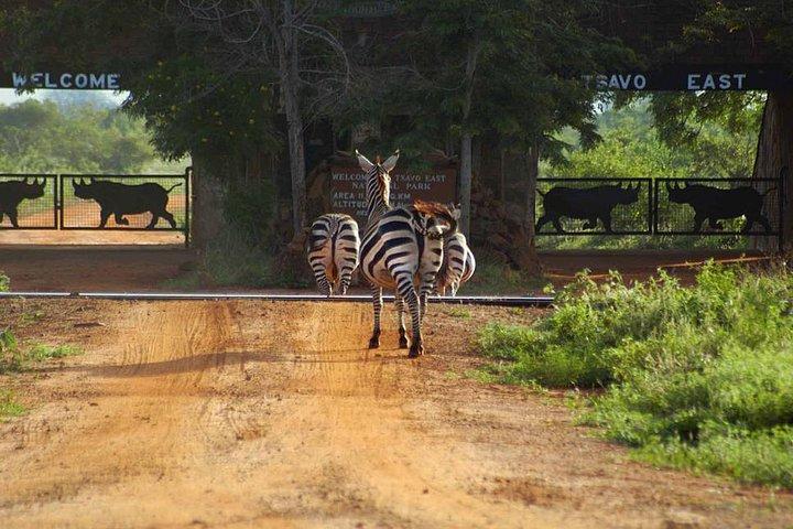 Safari noturno no Parque Nacional Tsavo East saindo de Mombasa OU Diani Beach