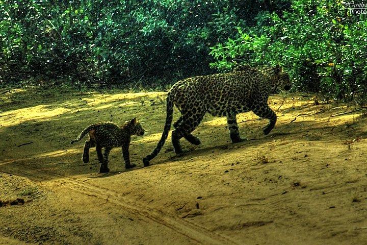 All inclusive privat safari i Wilpattu nationalpark från Negombo