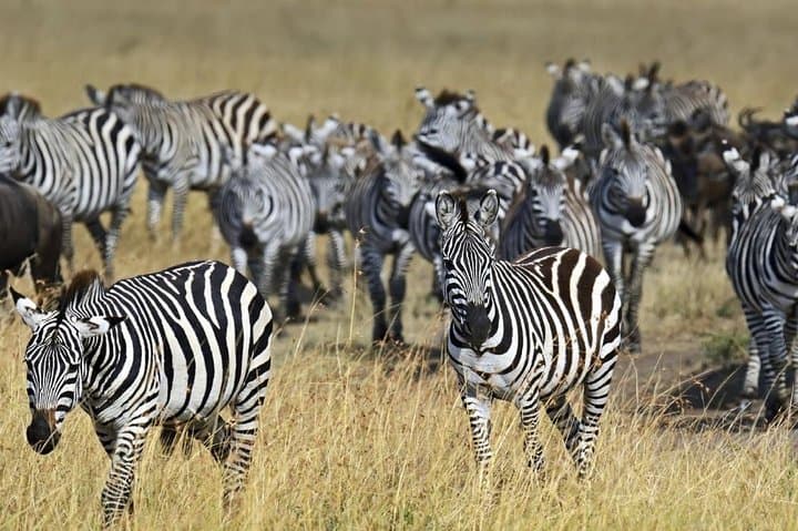 Overnight private Safari to Masai Mara National Reserve.