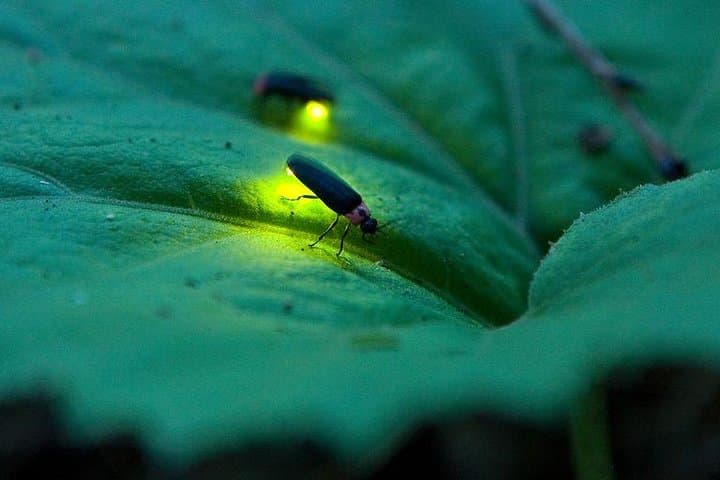 Kuala Lumpur to Kuala Selangor Fireflies Tour with Seafood Dinner