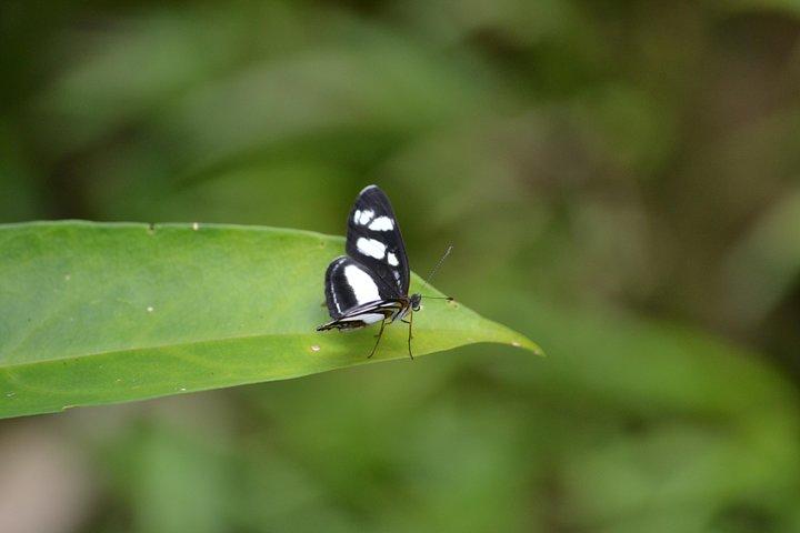 Mindo Cloud Forest & Adventure Tour