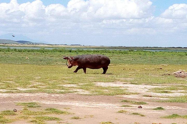 Kenya safari: Maasai Mara, Naivasha, Nakuru & Amboseli Safari