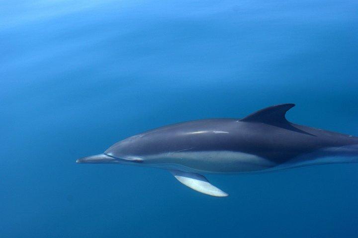 Dolphin Watching and Cave Tour from Vilamoura
