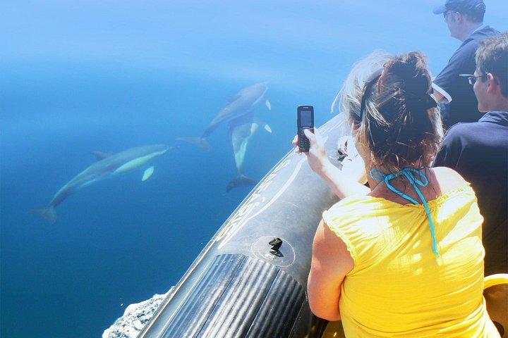 Dolphin Watching and Cave Tour from Vilamoura