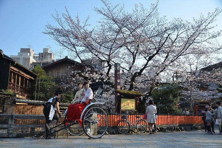 Privates und einzigartiges Kyoto-Kirschblüten-„Sakura“-Erlebnis