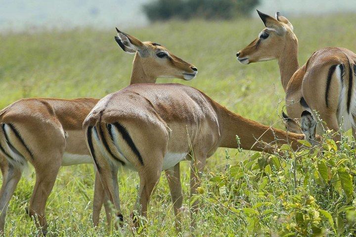 3 Dagar 2 Nätter Grupp Följ med Serengeti och Ngorogoro Safari