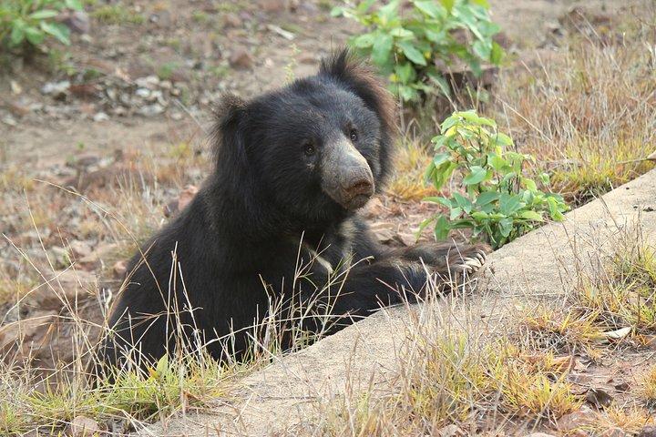 Visit Bear Rescue Center From Agra