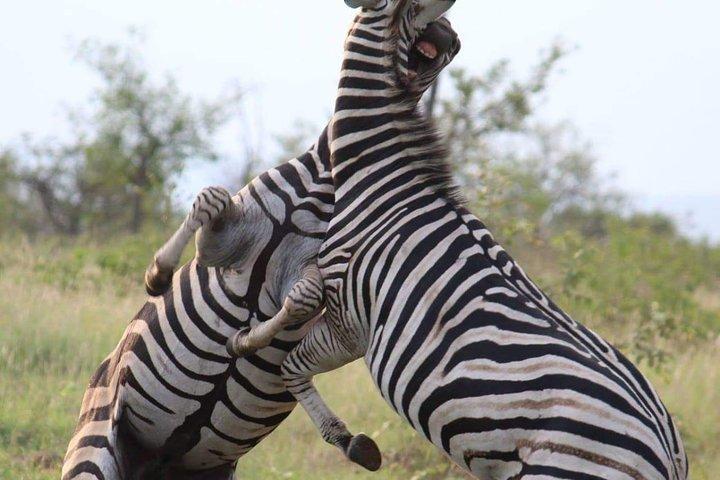 Pilanesberg full day safari private