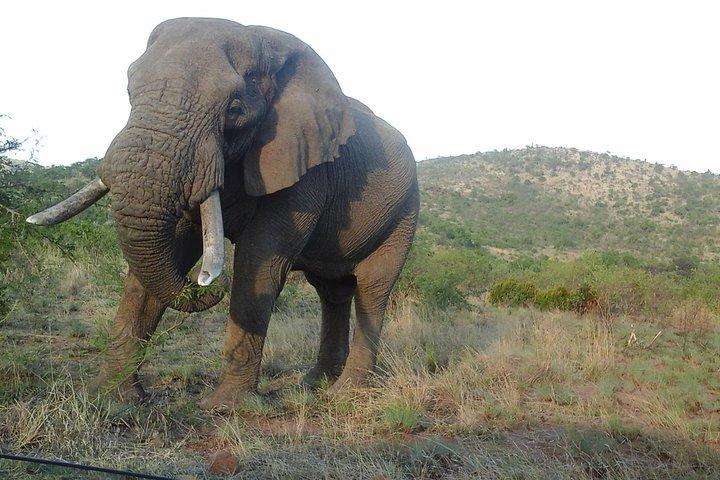 Pacchetto di 5 giorni a Johannesburg History Tour e Kruger National Park Safari