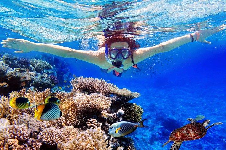 Bali Menjangan Island Snorkling Day Tour