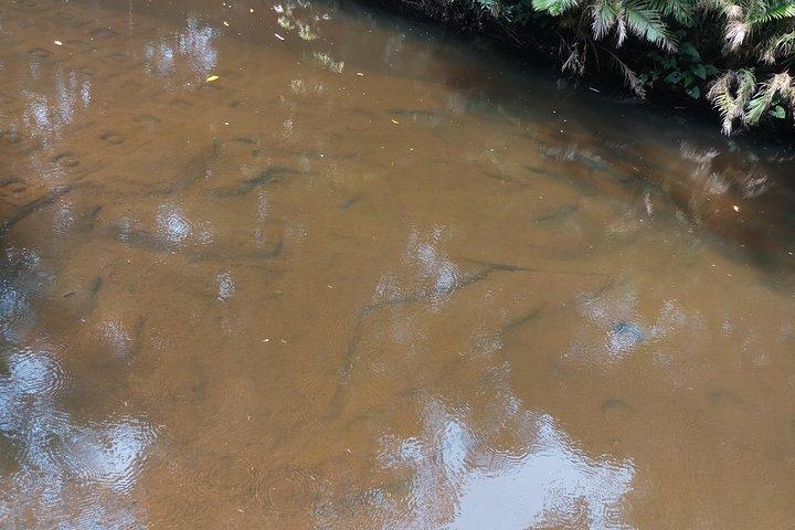 プライベートツアー：シェムリアップから隠された寺院を含むクレン山脈の日帰り旅行