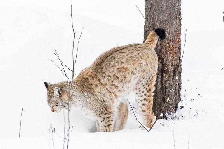 Tour privato dello zoo di Ranua