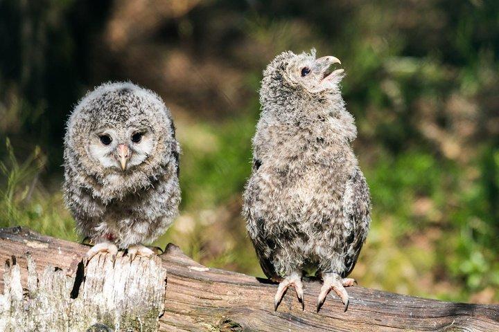 Ranua Zoo tour, optional lunch