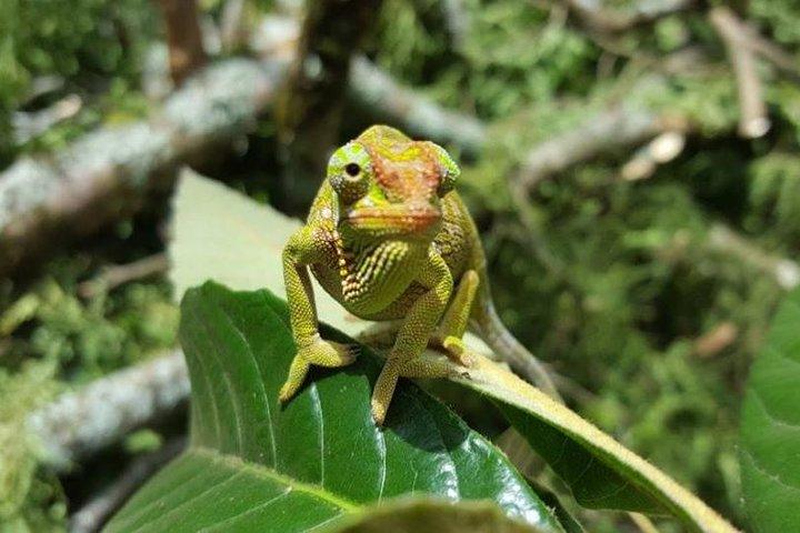Da Arusha: tour di un giorno del Monte Kilimangiaro